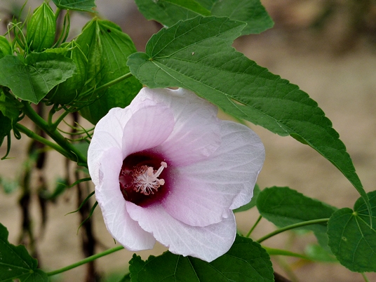 {Hibiscus laevis}